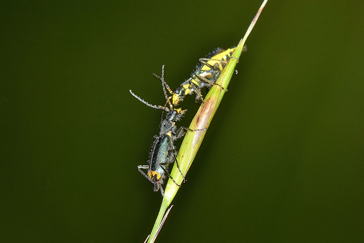 Tenere effusioni tra Malachiidae: Clanoptilus emarginatus